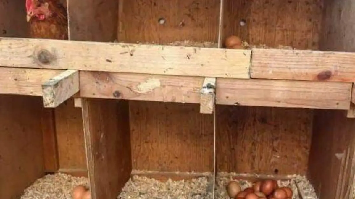 WhatsApp Image 2026-01-06 at 13.16.30