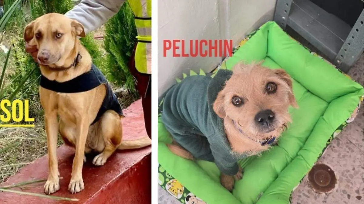 perros desaparecidos