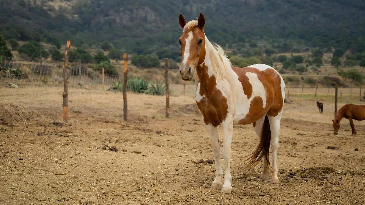 caballo en refugio Cuacolandia