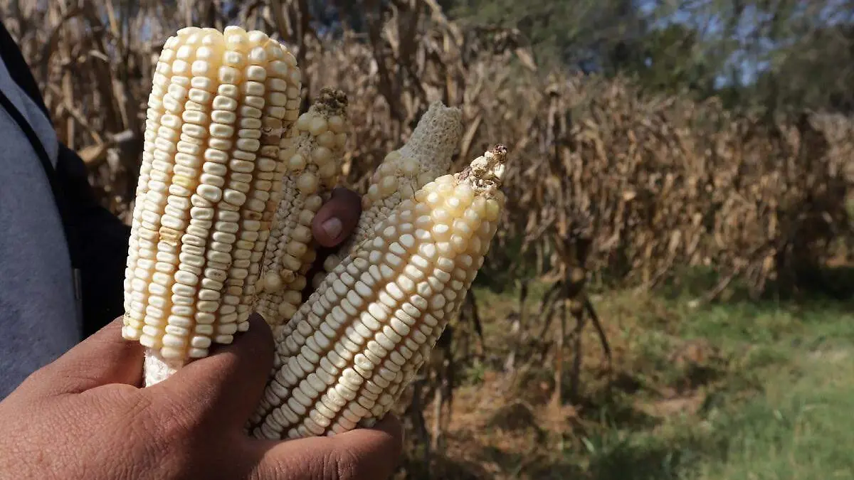 WhatsApp Image 2026-01-08 at 8.56.18 PM (2)