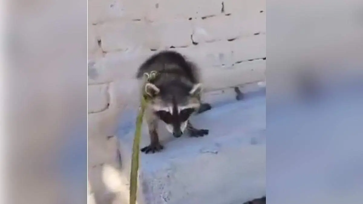 mapache tehuacán venta