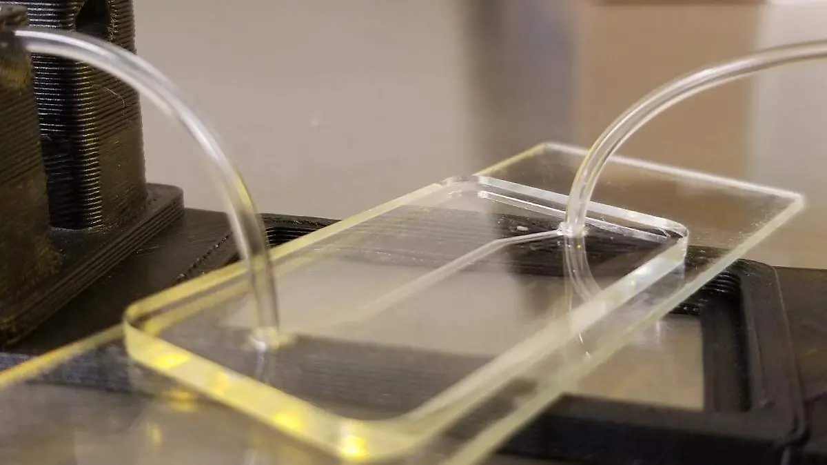 El hígado en chip creado en la UNAM replica funciones clave del órgano humano