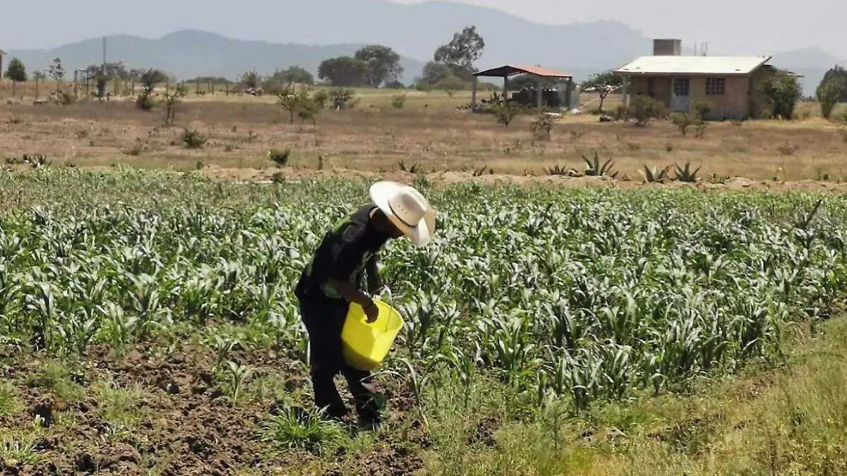 Jornaleros en el campo