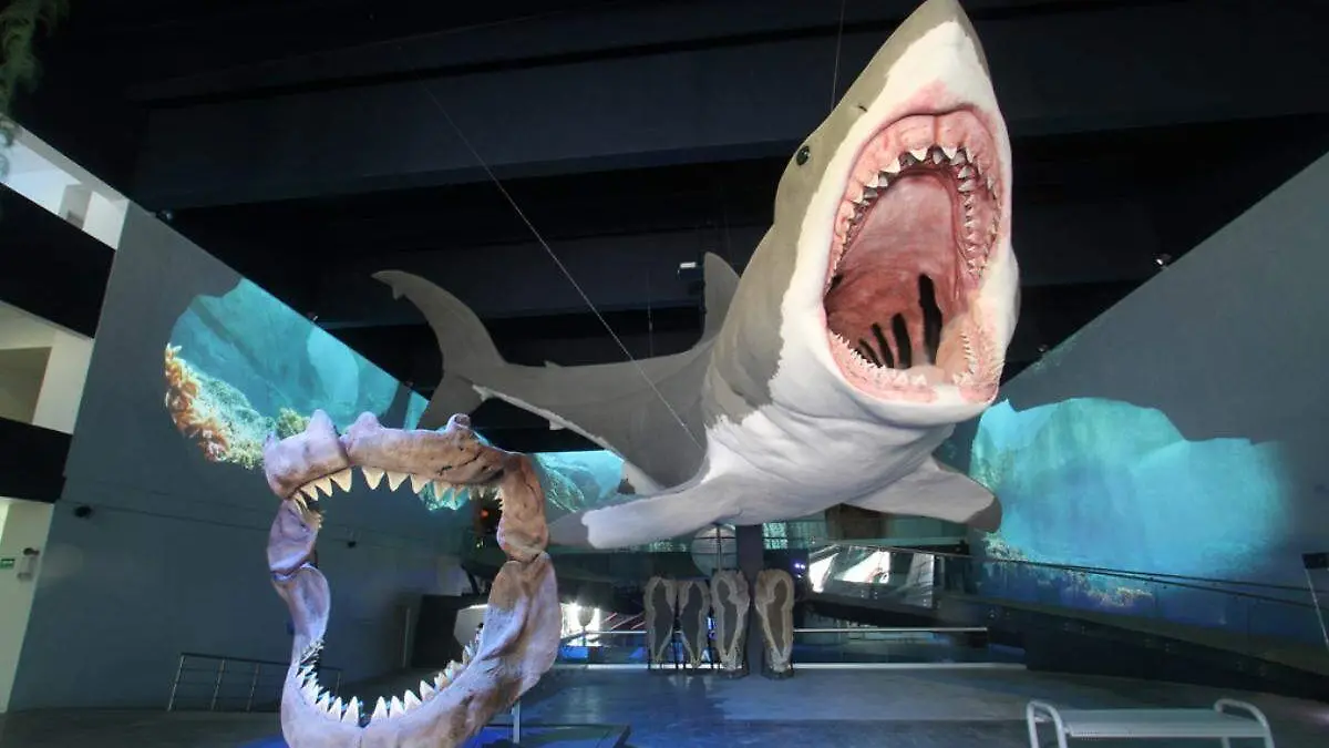 Piezas del Museo de la Evolución inlcuye un tiburon