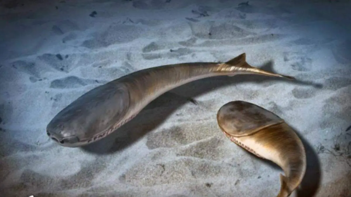 Peces que favorecieron la evolución