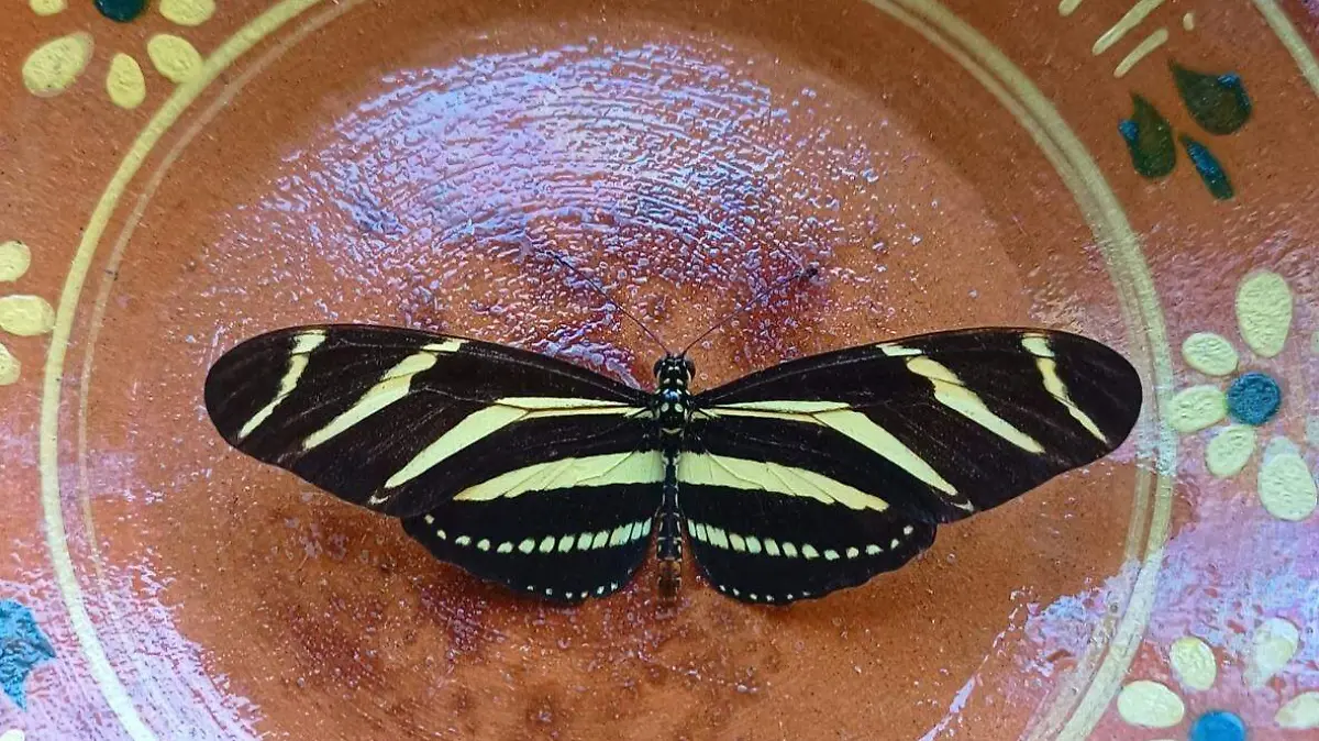 WhatsApp Image 2026-01-18 at 13.10.08