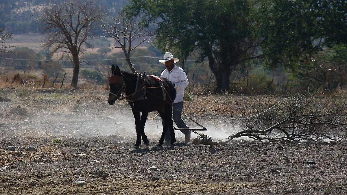 Huaquechula, Tepexco y Atzitzihuacán lideran la producción de este grano en territorio estatal