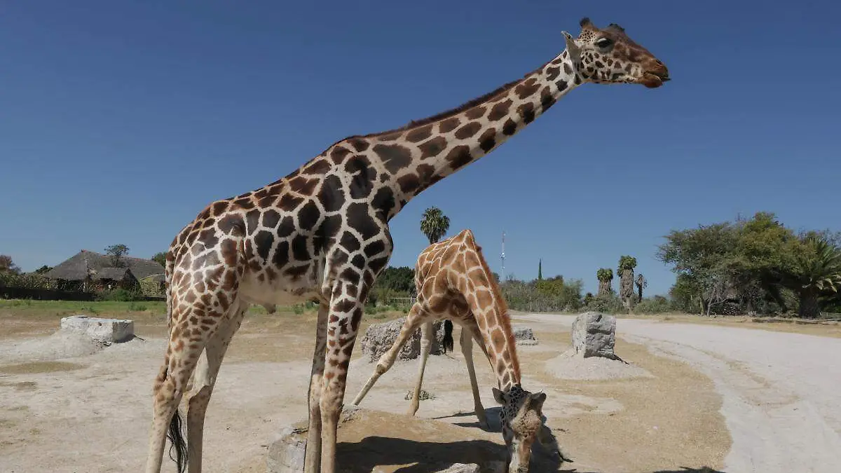 Jirafa Benito Africam Safari