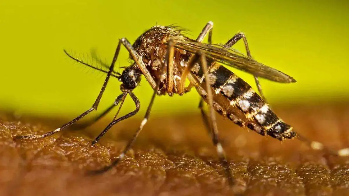 mosquito del dengue