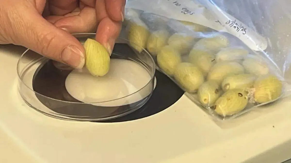 Pistache tomado por un mano para una prueba de laboratorio