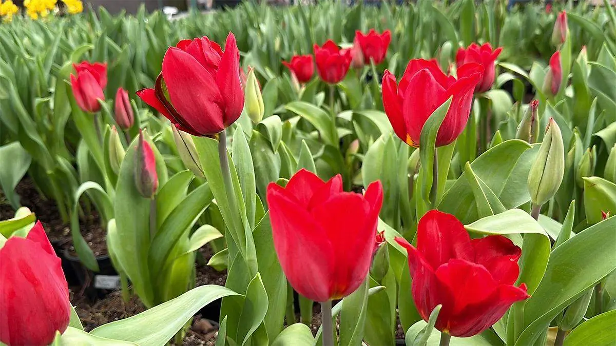 En esta temporada se cultivan 37 variedades en 15 colores distintos