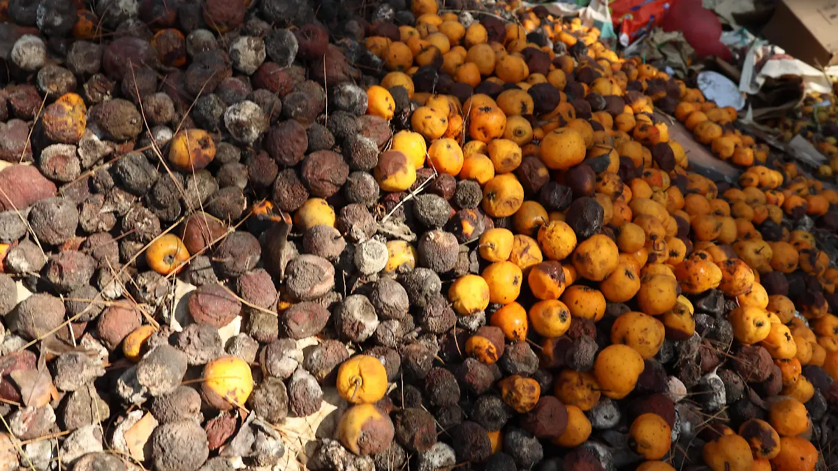 Plagas consumen árboles frutales en San Lucas Atzala.