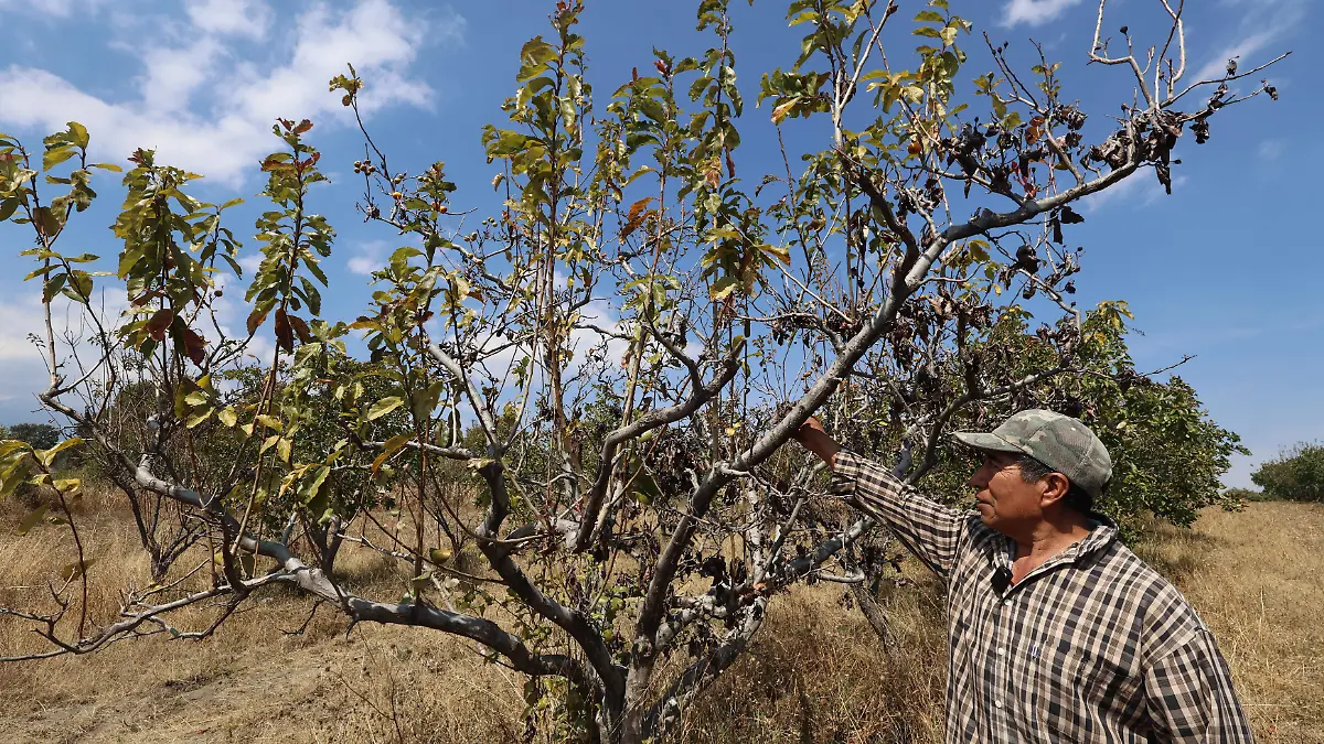 Plagas consumen árboles frutales en San Lucas Atzala.