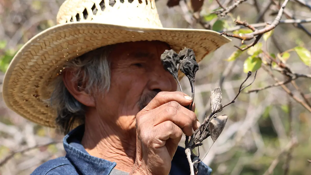 Plagas consumen árboles frutales en San Lucas Atzala.