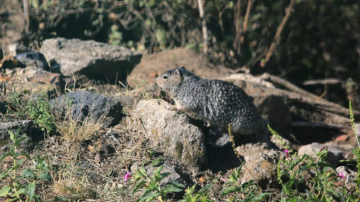 WhatsApp Image 2026-02-03 at 6.17.03 PM (4)