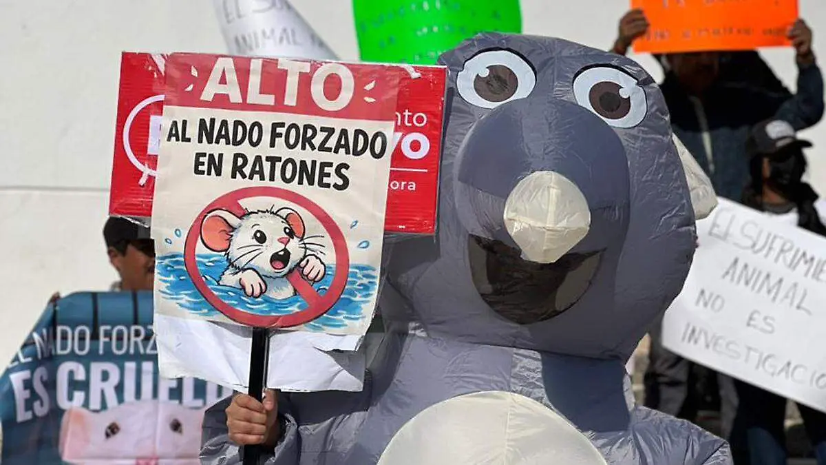 alto al nado forzado en la buap 