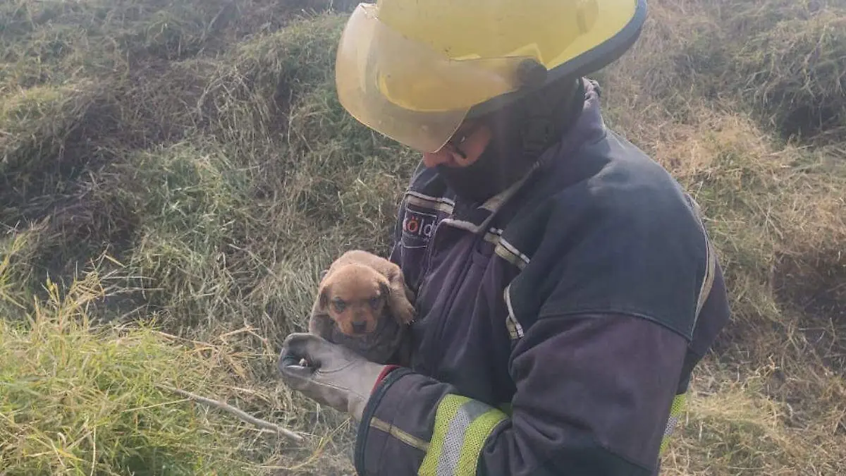 perrito rescatado de incendio en las manos de un bombero