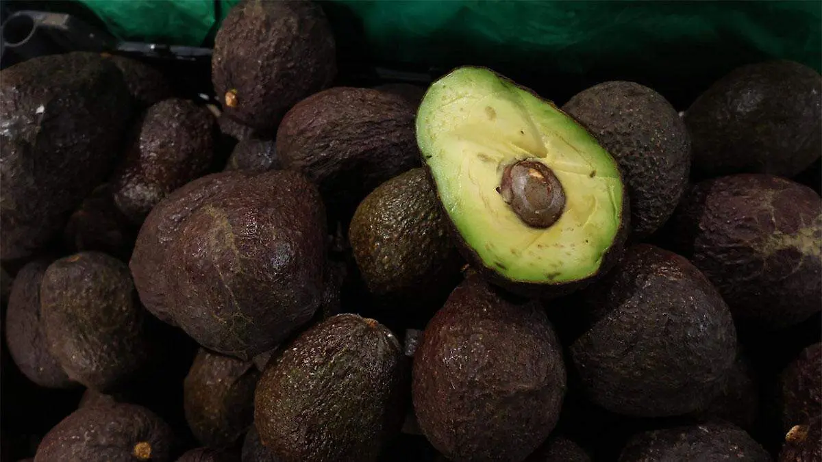 El aguacate de mayor tamaño se destina al mercado estadounidense entre los últimos meses del año y el primer trimestre del siguiente