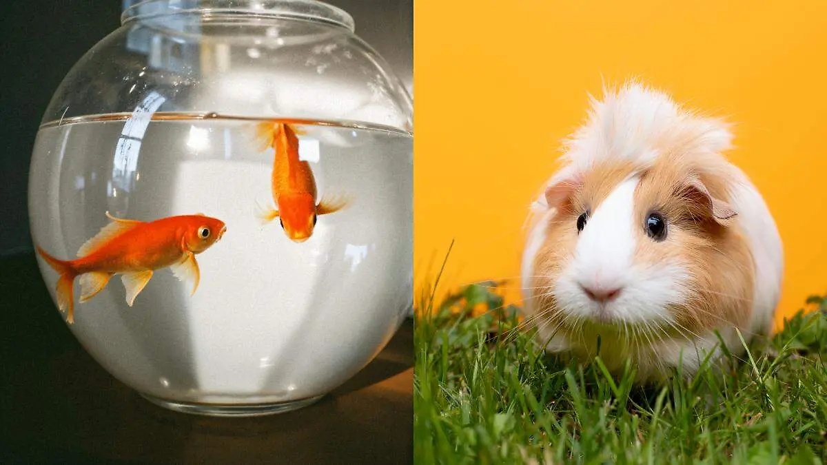 Desde hámsteres y peces hasta gatos y perros, el estudio sugiere que el tipo de mascota y el momento de convivencia pueden marcar diferencias en el desarrollo emocional de niños y niñas