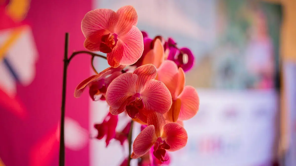 El Festival Internacional de la Orquídea en Coatepec será un escaparate único para productores