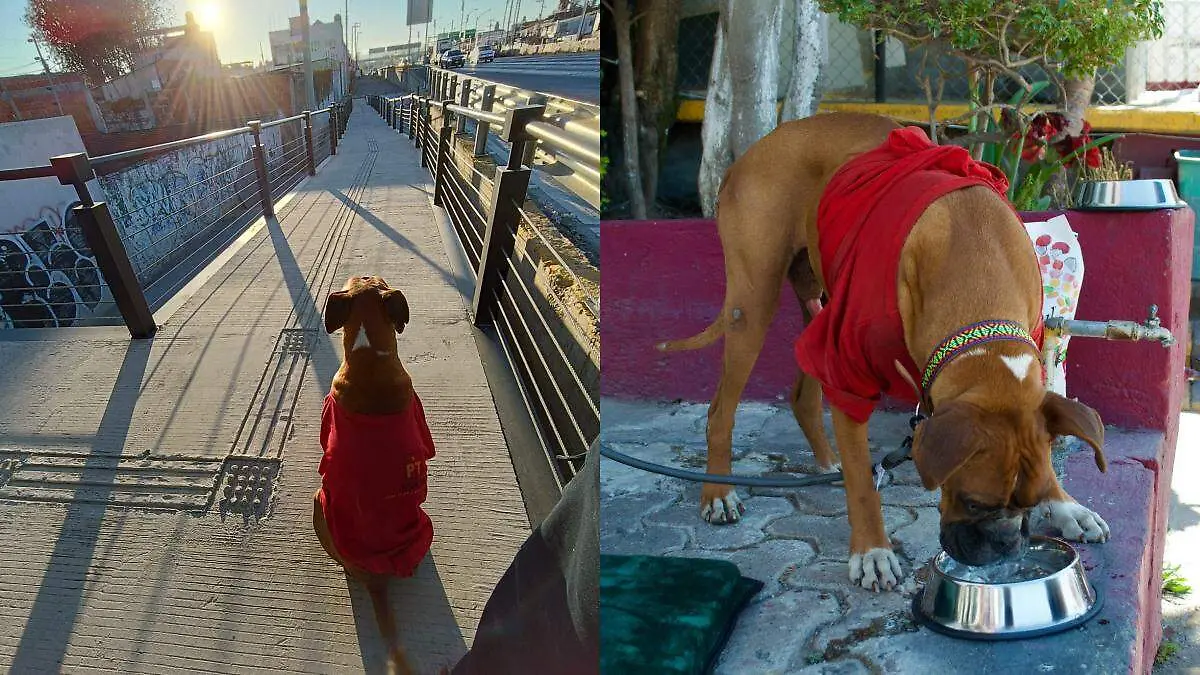 Usuarios defendieron a “Chato” luego de que señalaran que un supervisor quería sacarlo del paradero de la Línea 4