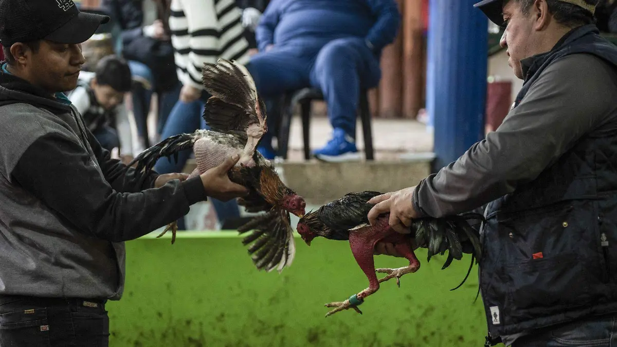 La pelea de gallos no se realizará en la junta auxiliar de San Luis Atolotitlán