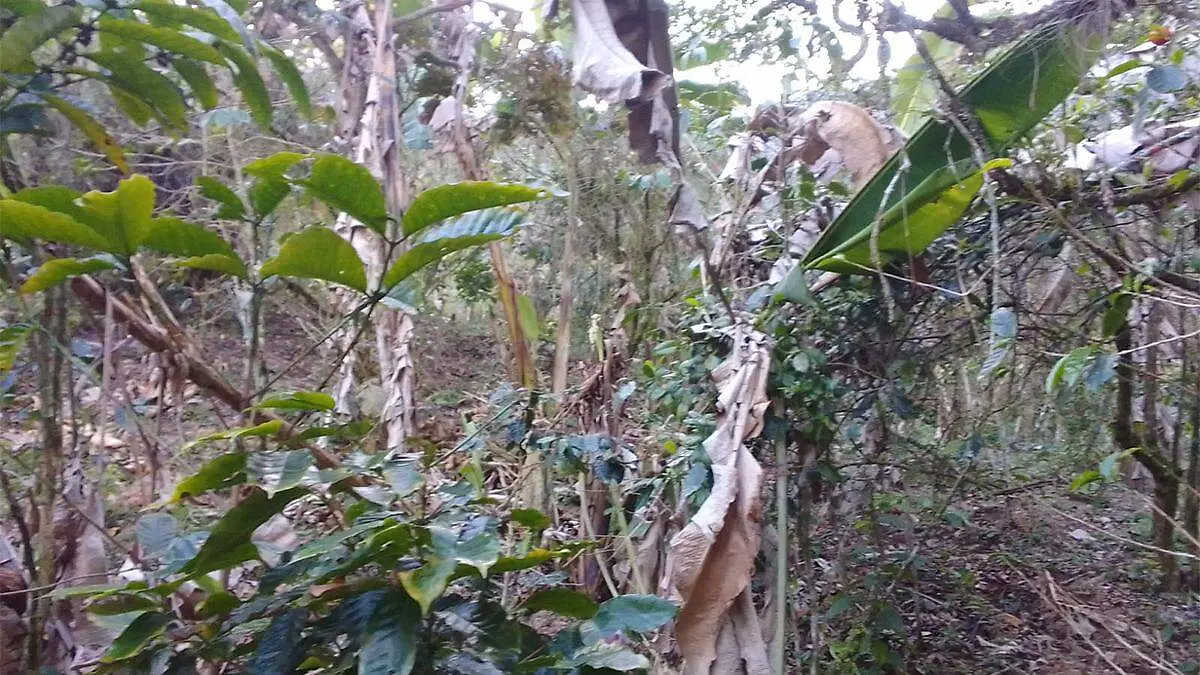 Señalaron que  personas vinculadas al conflicto introdujeron ganado en cafetales y platanales de la comunidad