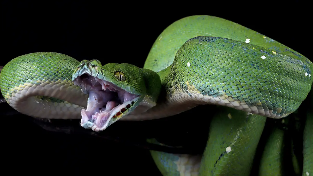 Las serpientes venenosas demuestran una rapidez letal en sus ataques