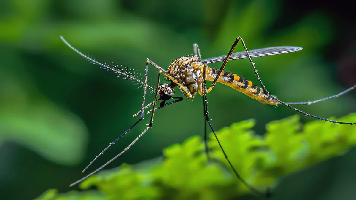 Los mosquitos, los sorprendentes detectives del ADN animal