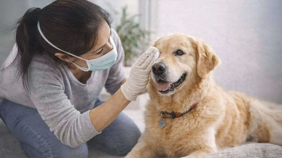 perrito apoyado por una persona para ser limpiado