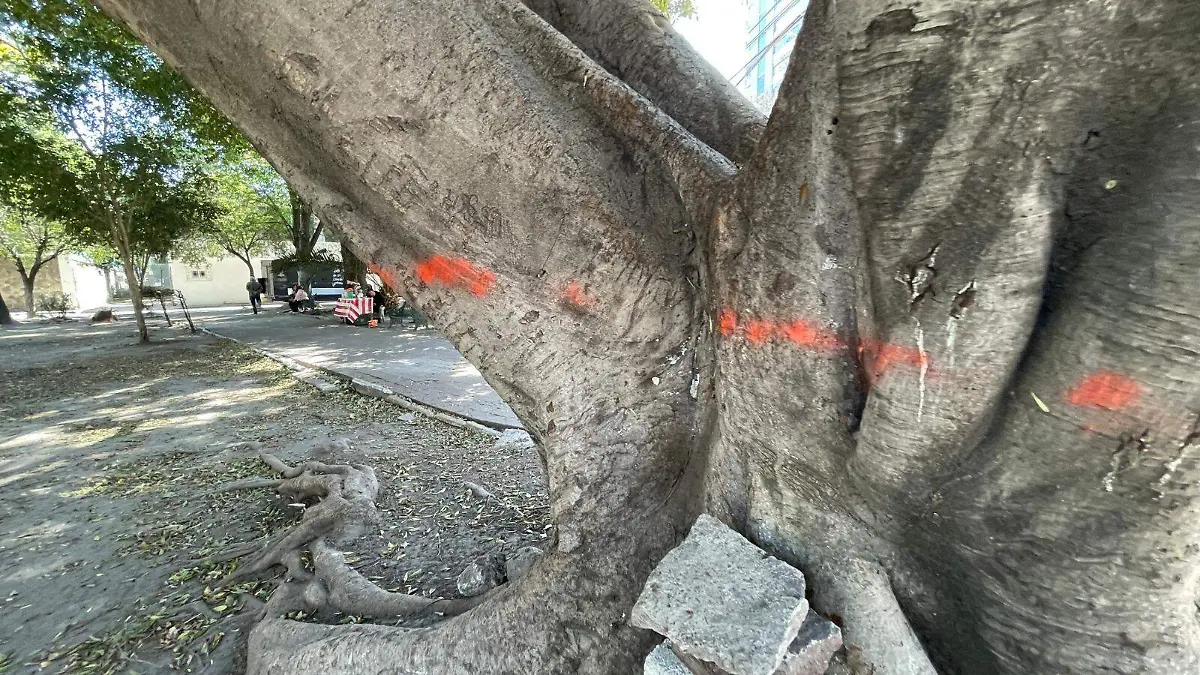 tala de árboles cablebús