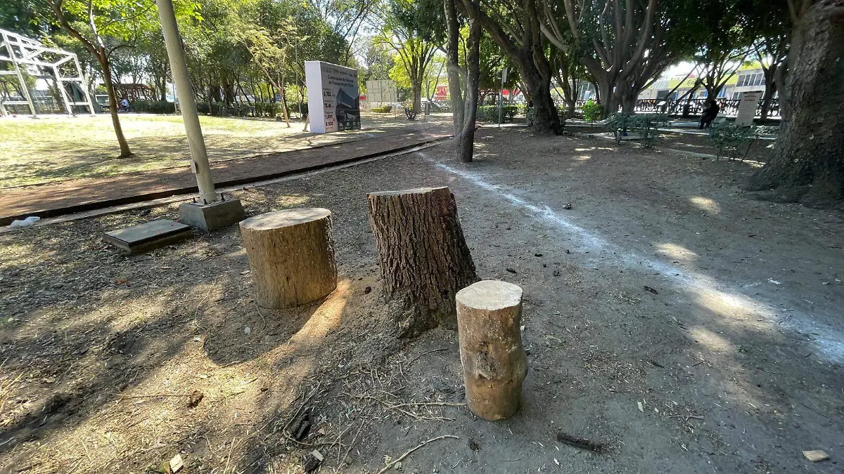 árboles cablebús