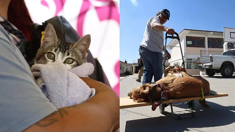 dos mascotas poblanas con nuevo estilo de vida 