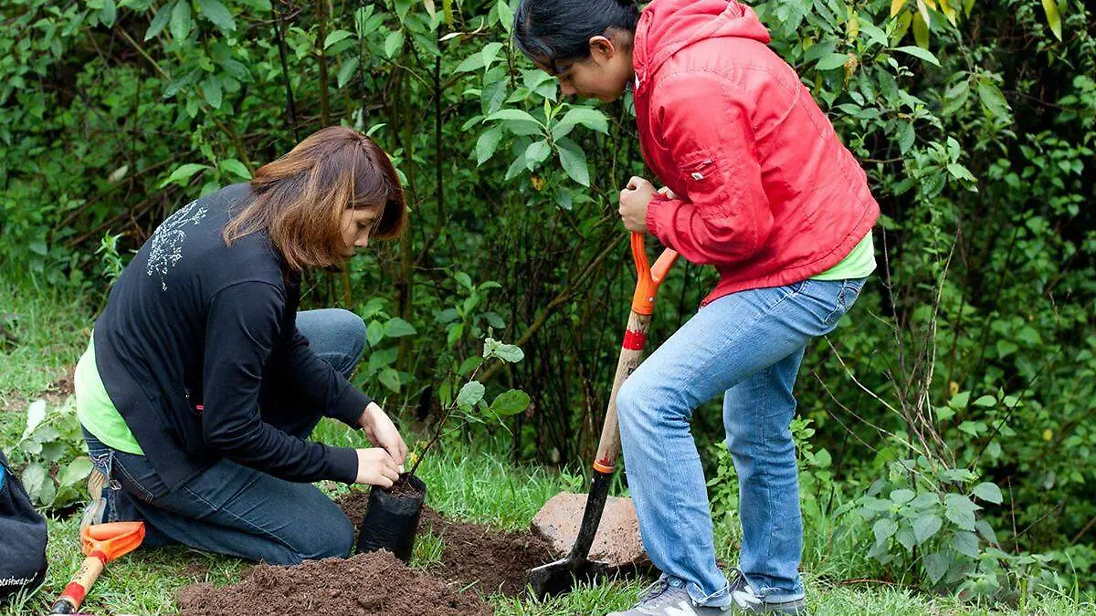 La plantación de especies coadyuvará en la protección y conservación del entorno natural y urbano del municipio