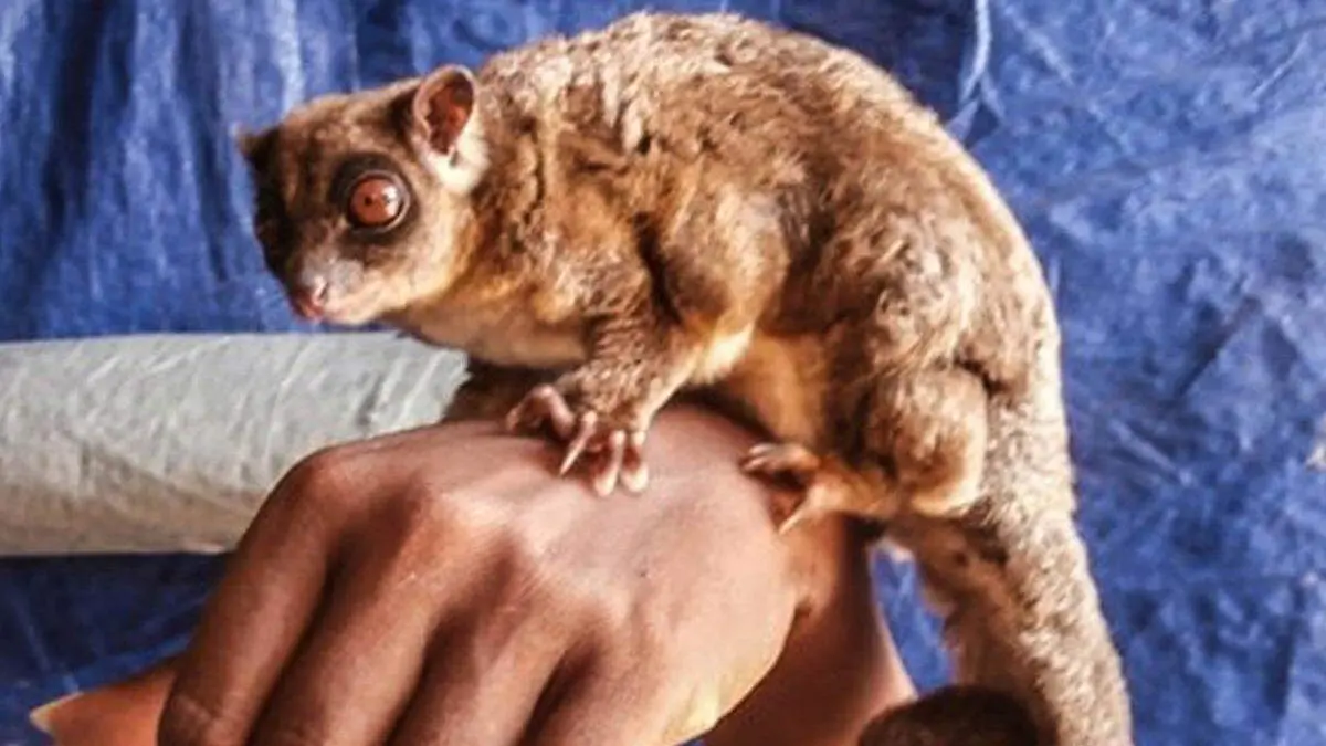 marsupial que se creia extinto es encontrado vivo