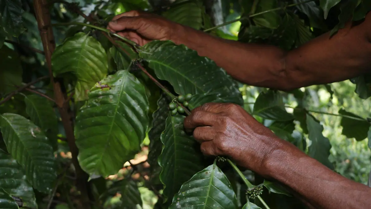 El cultivo de café en Zongozotla enfrenta una grave amenaza por las plagas de roya y ojo de gallo