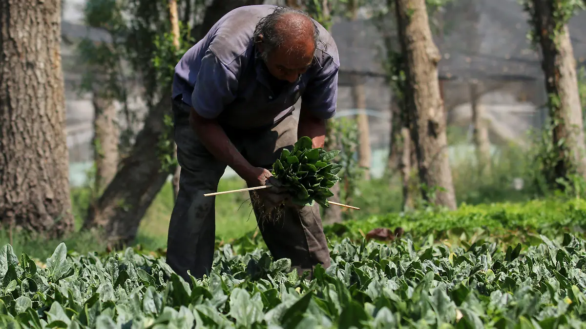 751877_Chinamperos Xochimilco Servicio Domicilio_impreso