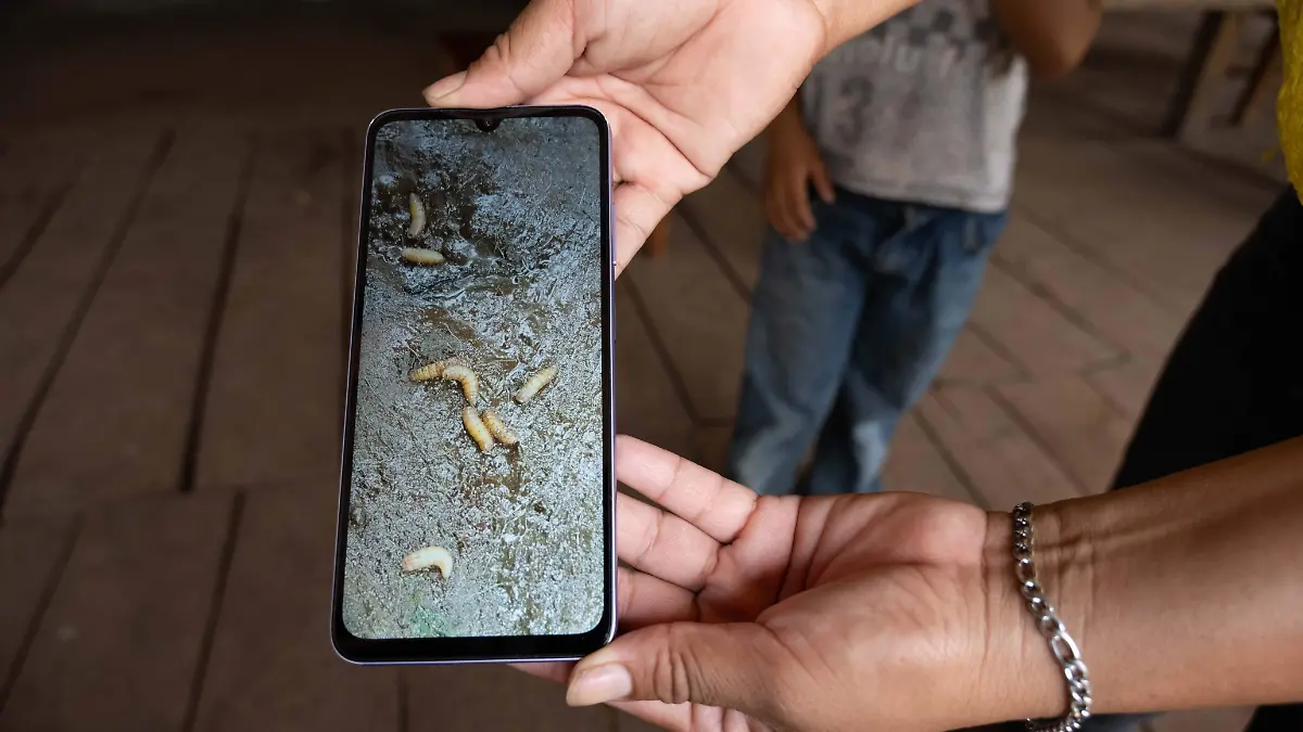 1039639_Gusano Barrenador Cintalapa_impreso