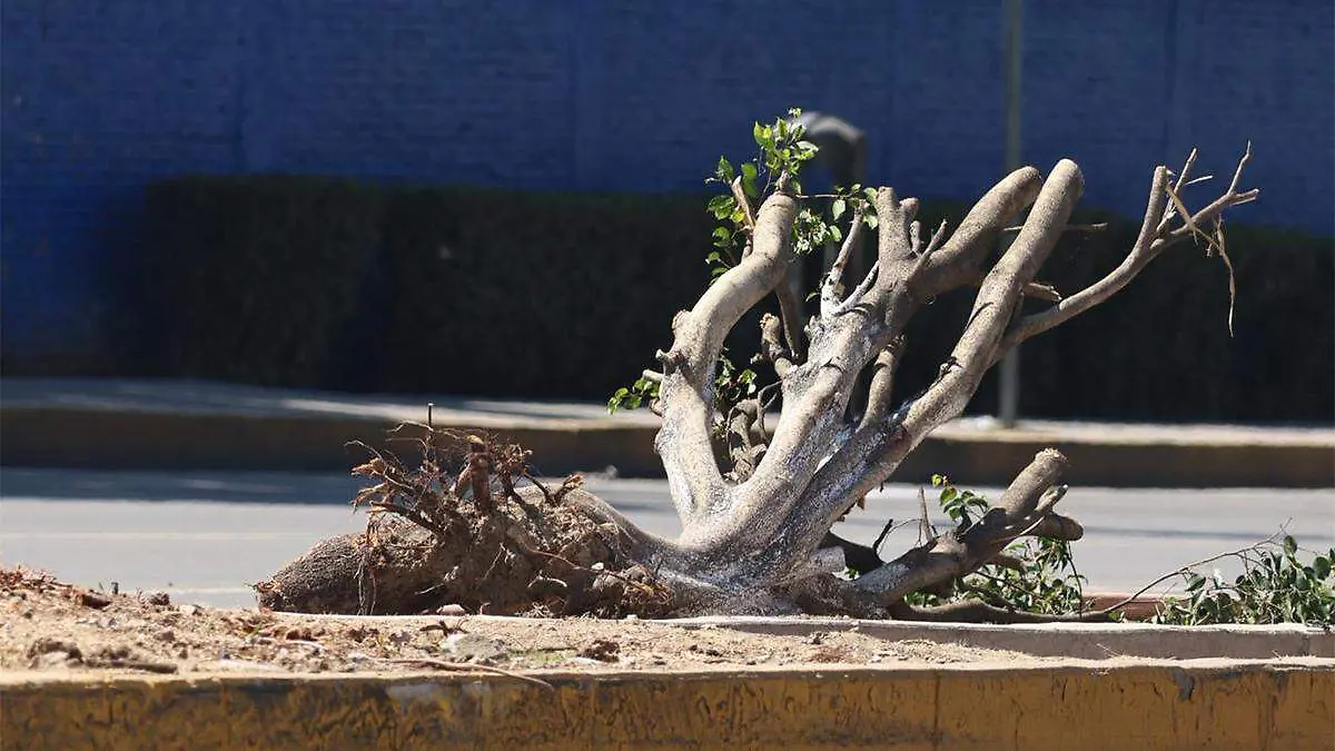 Los ejemplares que fueron derribados quedaron tirados sobre la vía pública