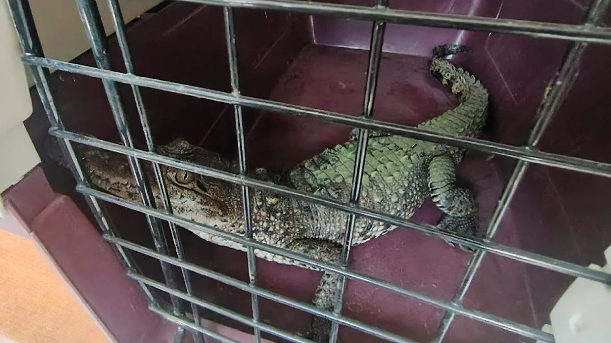 cocodrilo de pantano