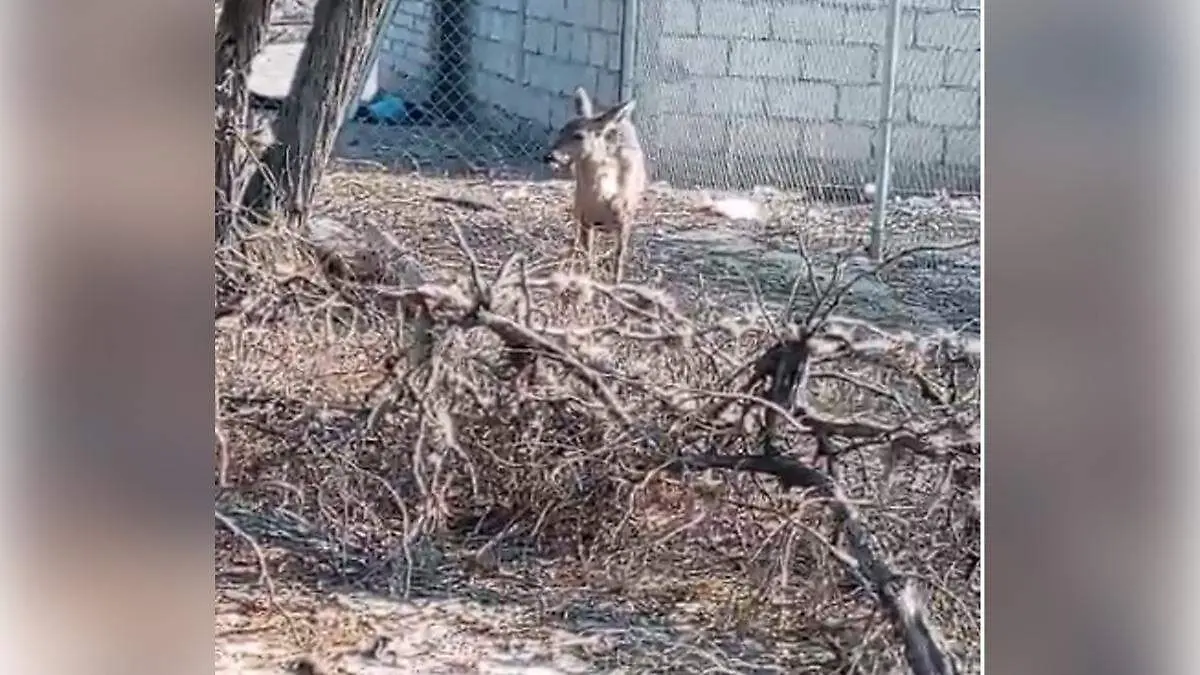 venado cola blanca rescate