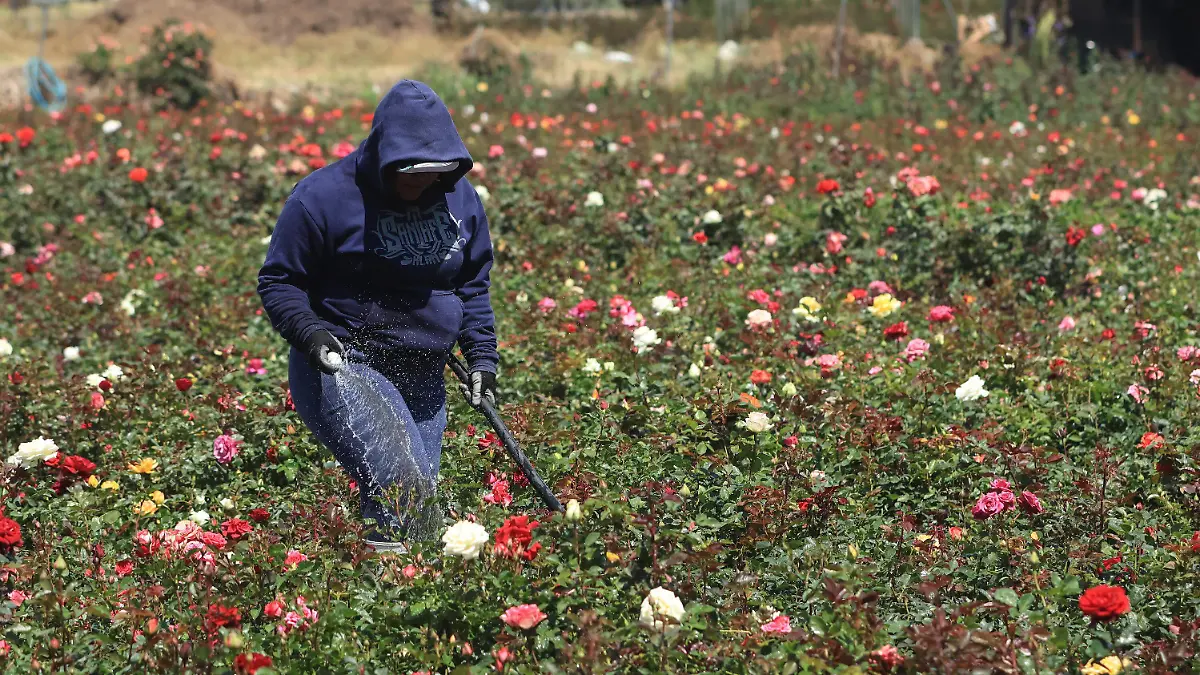produccion de flor-1