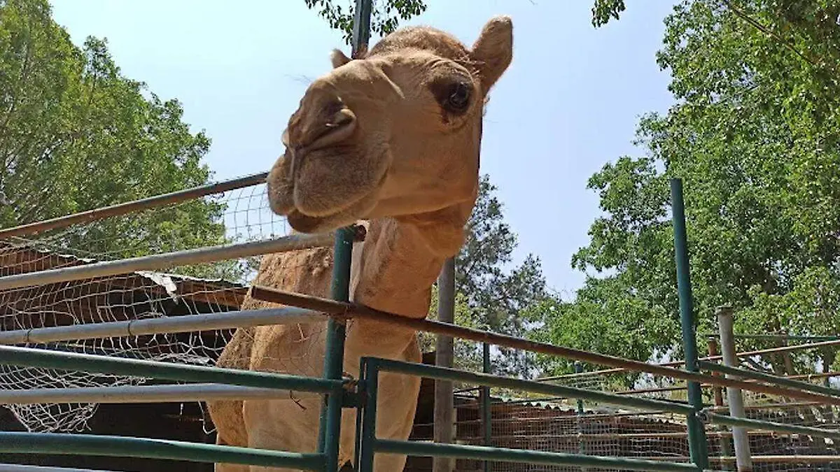 camello club de los animalitos 