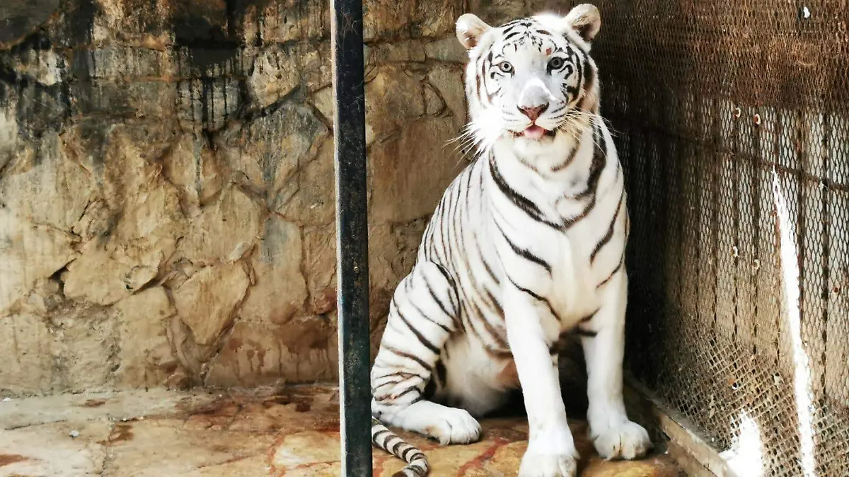 WhatsApp Image 2026-03-25 at 3.29.39 PM