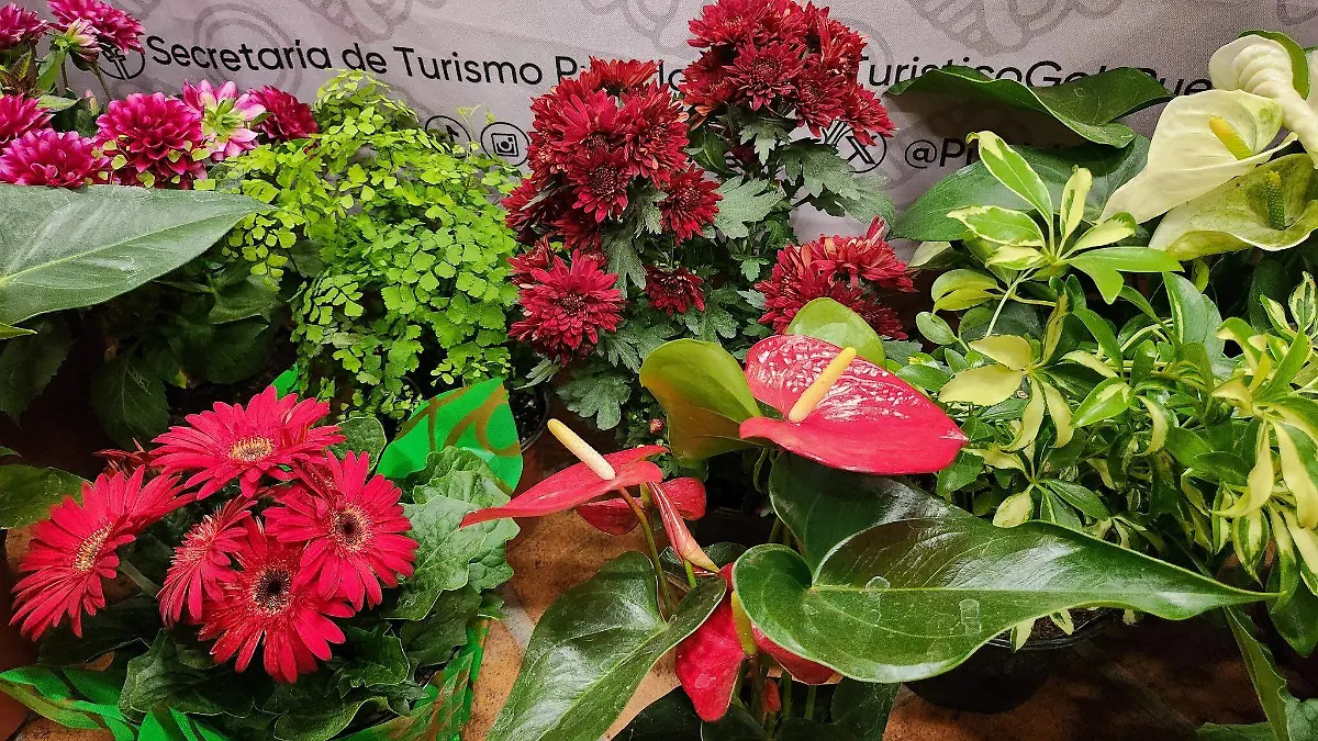 La edición 32 reunirá a productores de la Sierra Norte y espera la visita de hasta 20 mil personas