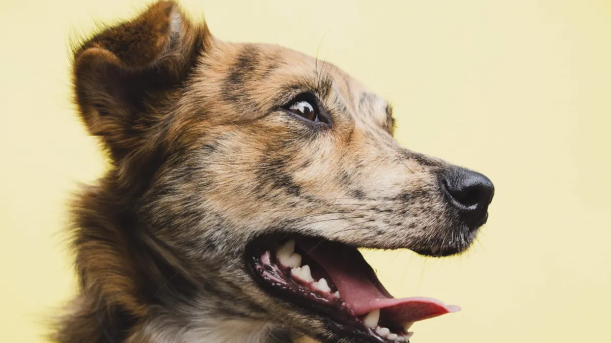 Mantener a tus mascotas vacunadas contra la rabia es clave para su salud y la seguridad de tu hogar.