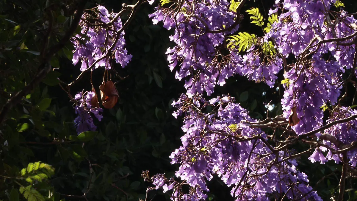 Jacarandas iluminan las calles de Puebla | Fotorreportaje
