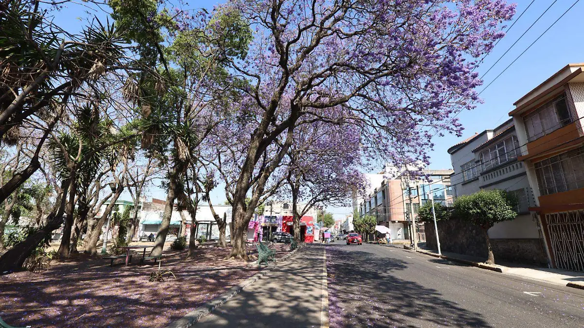 Jacarandas iluminan las calles de Puebla | Fotorreportaje