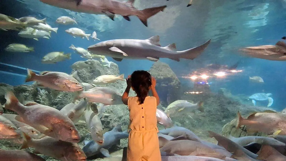 El Acuario Michin Puebla anunció precios especiales por horario durante el periodo vacacional