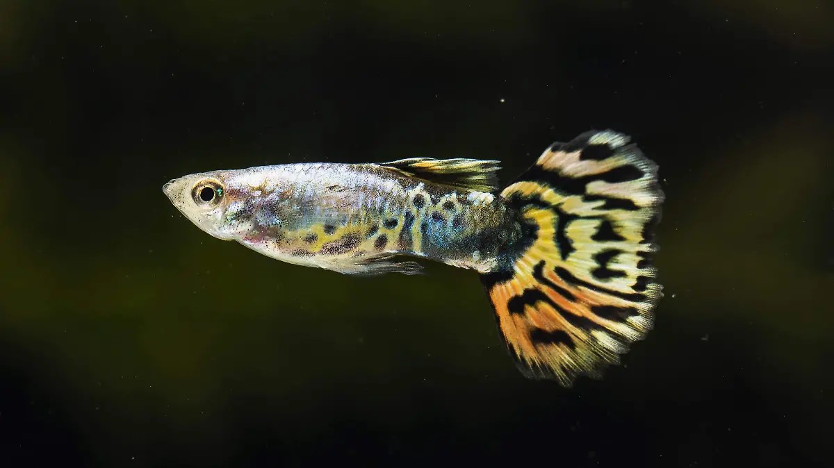 Desde barcos de carga hasta mascotas liberadas, las especies introducidas afectan ecosistemas, desplazan especies locales y plantean retos de conservación y salud pública en el país.